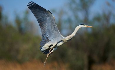 Grey heron in flight