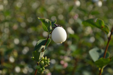 White berries of the common snowberry on a branch