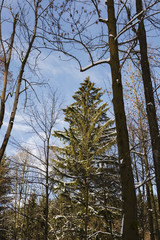 Spruce reflected light of the sun in the forest between tribes