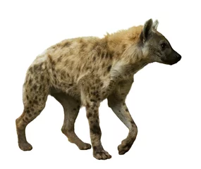 Foto auf Acrylglas Hyäne Tüpfelhyäne auf weiß