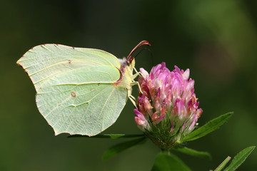 common brimstone
