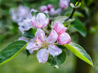 Apfelbaum Bl&uuml;ten