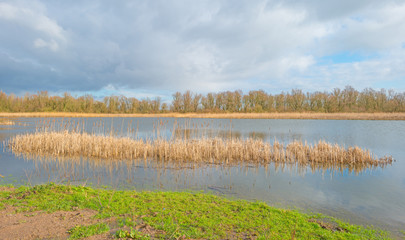 Shore of a lake in sunlight in winter
