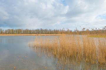 Shore of a lake in sunlight in winter