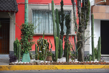Coyoacan neighborhood, Mexico City. - 102464821