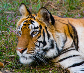 Portrait of a tiger in the wild. India. Bandhavgarh National Park. Madhya Pradesh. An excellent illustration.