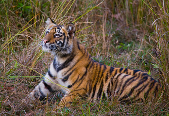 Fototapeta na wymiar The cub wild tiger lying on the grass. India. Bandhavgarh National Park. Madhya Pradesh. An excellent illustration.