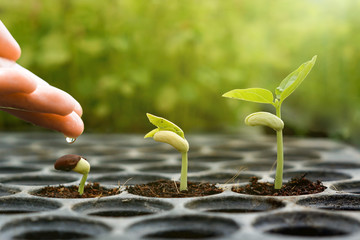 Agriculture , Baby plants seeding - Farmer hand watering young baby bean plants seedling on  over green background ,seed planting © weerapat1003