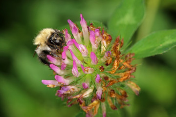Bee on flower
