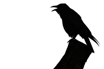 Crow