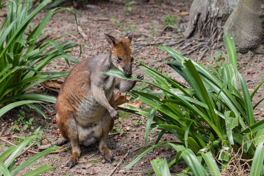 wallaby feeding on leaves
