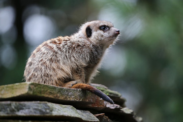 Meerkat