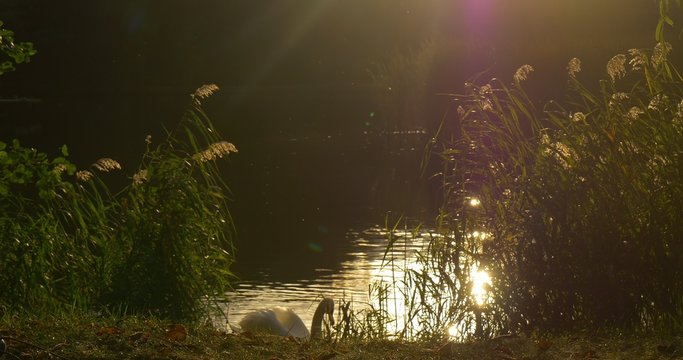 White Swan Distantly is Swimming at The Lake Bank Green Bank Sun Reflection in the Water Floating by Watery Surface Green Reed Grass Outdoors Sunset