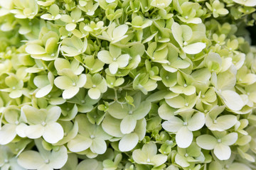 Blooming white hydrangea in foliage closeup