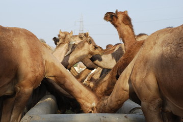 Camels