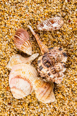 Sea Shells Seashells! - variety of sea shells from beach - panoramic - with large scallop shell.