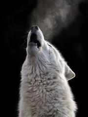 Zelfklevend Fotobehang Wolf Hudson Bay Wolf