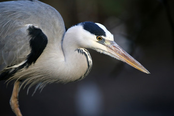 Blue Heron