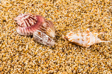 Sea Shells Seashells! - variety of sea shells from beach - panoramic - with large scallop shell.