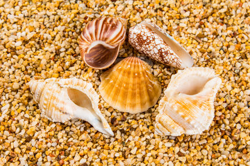 Sea Shells Seashells! - variety of sea shells from beach - panoramic - with large scallop shell.