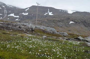 Cottongrass flowers in marsh in tundra in subartic mountains, Swedish Lapland