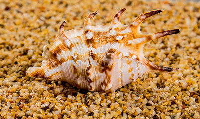 Sea Shells Seashells! - variety of sea shells from beach - panoramic - with large scallop shell.