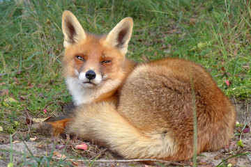 Fox