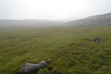 Fototapeta na wymiar Wet alpine meadow in subarctic tundra, Swedish Lapland