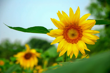Obraz premium Beautiful blooming sunflower in garden