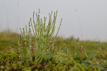 Field horsetail with water droplets in the mist, subarctic alpine mountains, Swedish Lapland