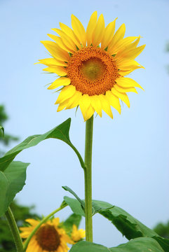 Beautiful blooming sunflower in garden