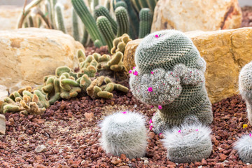 Cactus planted in a botanical garden.