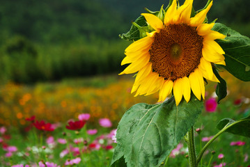 Beautiful blooming sunflower in garden
