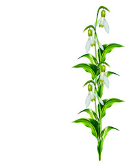 spring flowers snowdrops isolated on white background