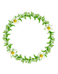 spring flowers snowdrops isolated on white background