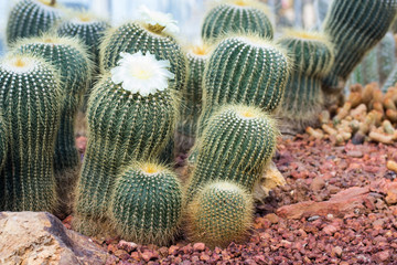 Cactus planted in a botanical garden.
