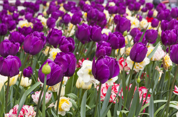 Colourful tulips in the garden