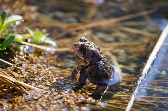 Southern Toad sitting in the water.