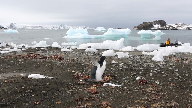 Антарктида, папуанский пингвин ходит по берегу на фоне льдин и лодки с людьми.