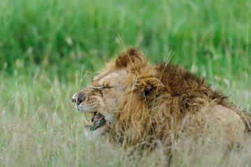 Lion