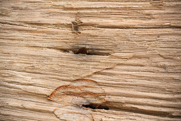 wood texture closeup background