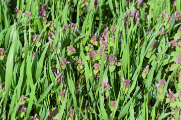 Lamium purpureum blooming in the garden.