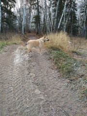 Fototapeta na wymiar Dog on a trail in the forest