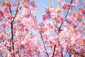 Pink sakura, Cherry blossom in Thailand.