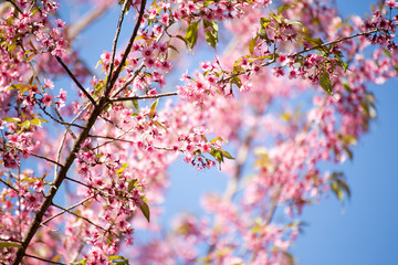 Pink sakura, Cherry blossom in Thailand.