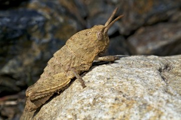 PN Sierra Nevada - saltamontes