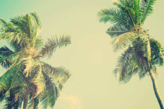 Tropical background with palm trees. Travel design