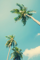 Palmen im Sonnenlicht am blauen Himmel. Für Urlaubsreisedesign. Jahrgang