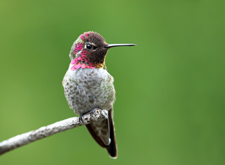 Male Anna's Hummingbird sitting on a branch, with green background.  British Columbia, Canada