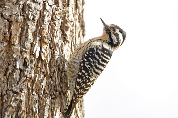 Female Ladder-backed Woodpecker at Big Morongo Canyon Preserve, California, USA